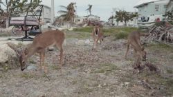 hurricane irma endangered deer population florida keys weir_00002606.jpg