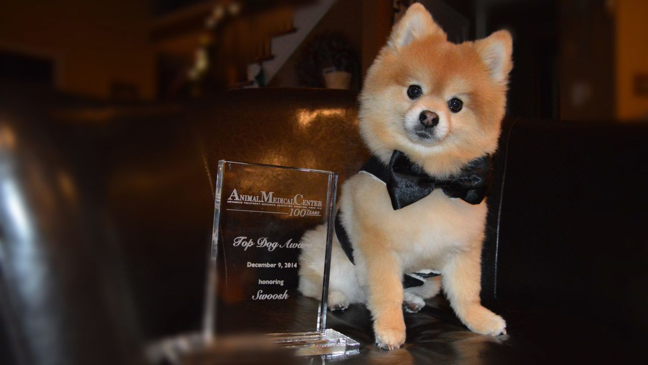 Therapy dog Swoosh with his 2014 Animal Medical Center Top Dog award.