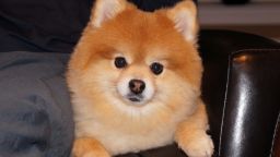 Swoosh and the other therapy dogs in the study were tested for their levels of stress.