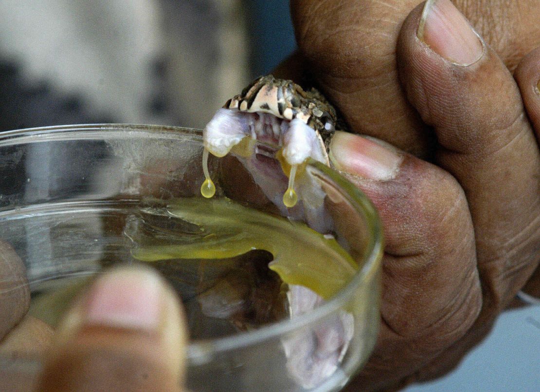 Milking a snake for its venom - the basis of antivenom. 