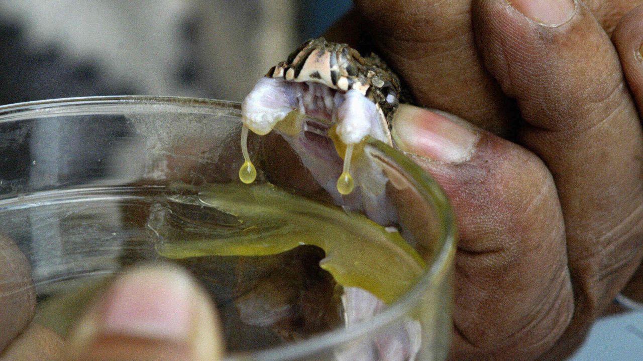 Milking a snake for its venom - the basis of antivenom.