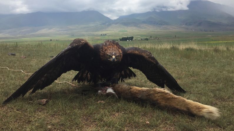 <strong>Duped: </strong>A fierce look from a golden eagle that had just landed on its prey -- in this case, a "training fox." A long rope is attached to the skin of a fox and dragged along the ground by the trainer, giving the appearance of moving prey.  
