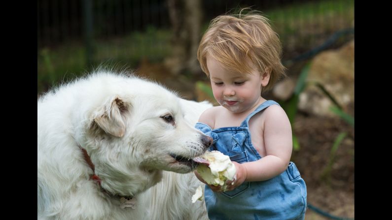 Fourteen-month-old Hudson Walsh shares an ice cream cone with his dog Sammy in Adelaide, South Australia, on Monday, December 18.