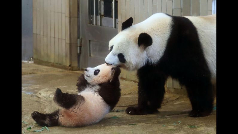 Xiang Xiang is pulled by her mother, Shin Shin, at Ueno Zoo in Tokyo on  Tuesday, December 19. Xiang Xiang, a 6-month-old giant panda, made her debut Tuesday in a limited public viewing for avid fans who obtained tickets through a highly competitive lottery process.