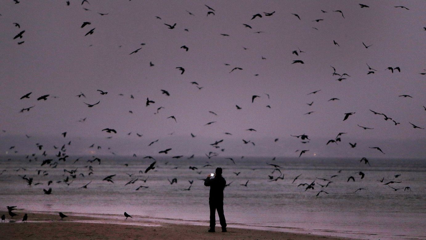 <strong>Ostholstein, Germany:</strong> A man photographs crows on the edge of the Baltic Sea at northern Germany's Timmendorfer Strand. 