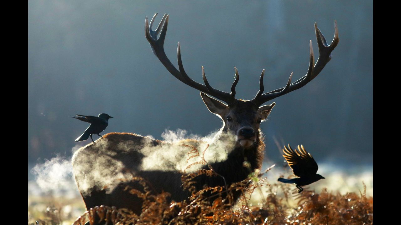 A deer walks through Richmond Park in London on December 28.