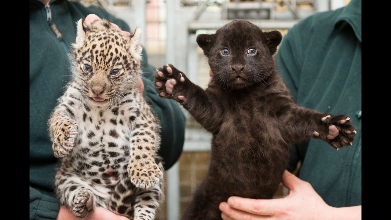 One-month-old jaguar twin cubs are presented to the media for the first time at the zoo in Nyiregyhaza, Hungary, on December 25.