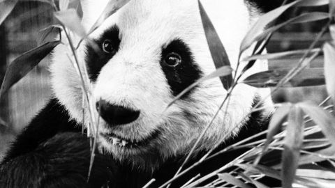 Chia-Chia the panda was given to Britain by the Chinese Government in 1974.
