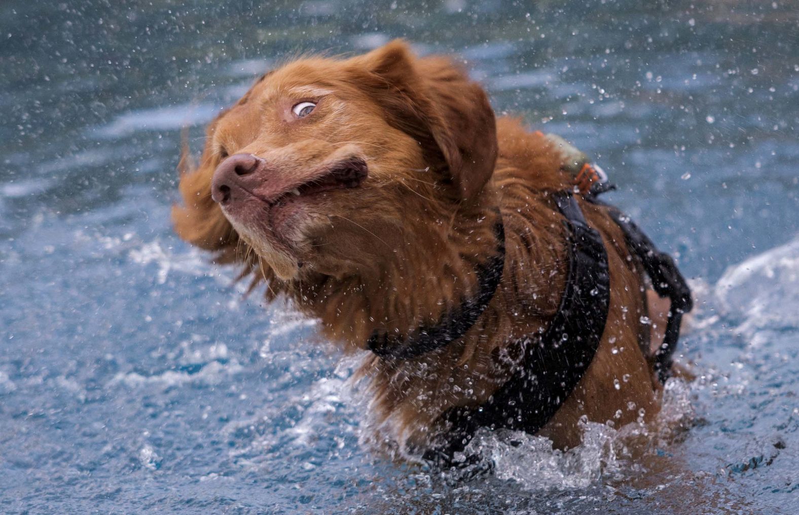 A dog shakes off water after swimming in a pool in Berlin on Sunday, September 21.