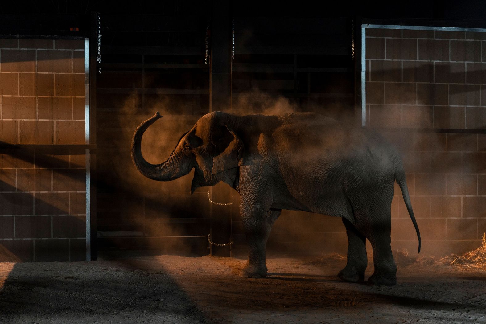 An elephant arrives at its new home in Mazatlán, Mexico, on Tuesday, May 20. Organized crime and violence in the Mexican state of Sinaloa <a href="https://www.cnn.com/2025/05/22/americas/mexico-violence-animal-sanctuary-culiacan-relocates-intl-latam">has forced a local sanctuary to close and transfer at least 700 animals</a> — including elephants, tigers, lions, ostriches, chickens, monkeys, crocodiles and hippos — to a new location that is 212 kilometers (approximately 131 miles) away.