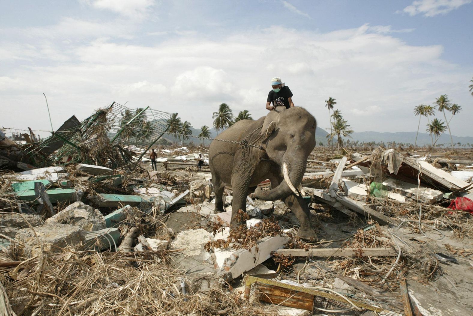 An elephant, guided by its mahout, pulls debris near the coast in Banda Aceh, Indonesia.