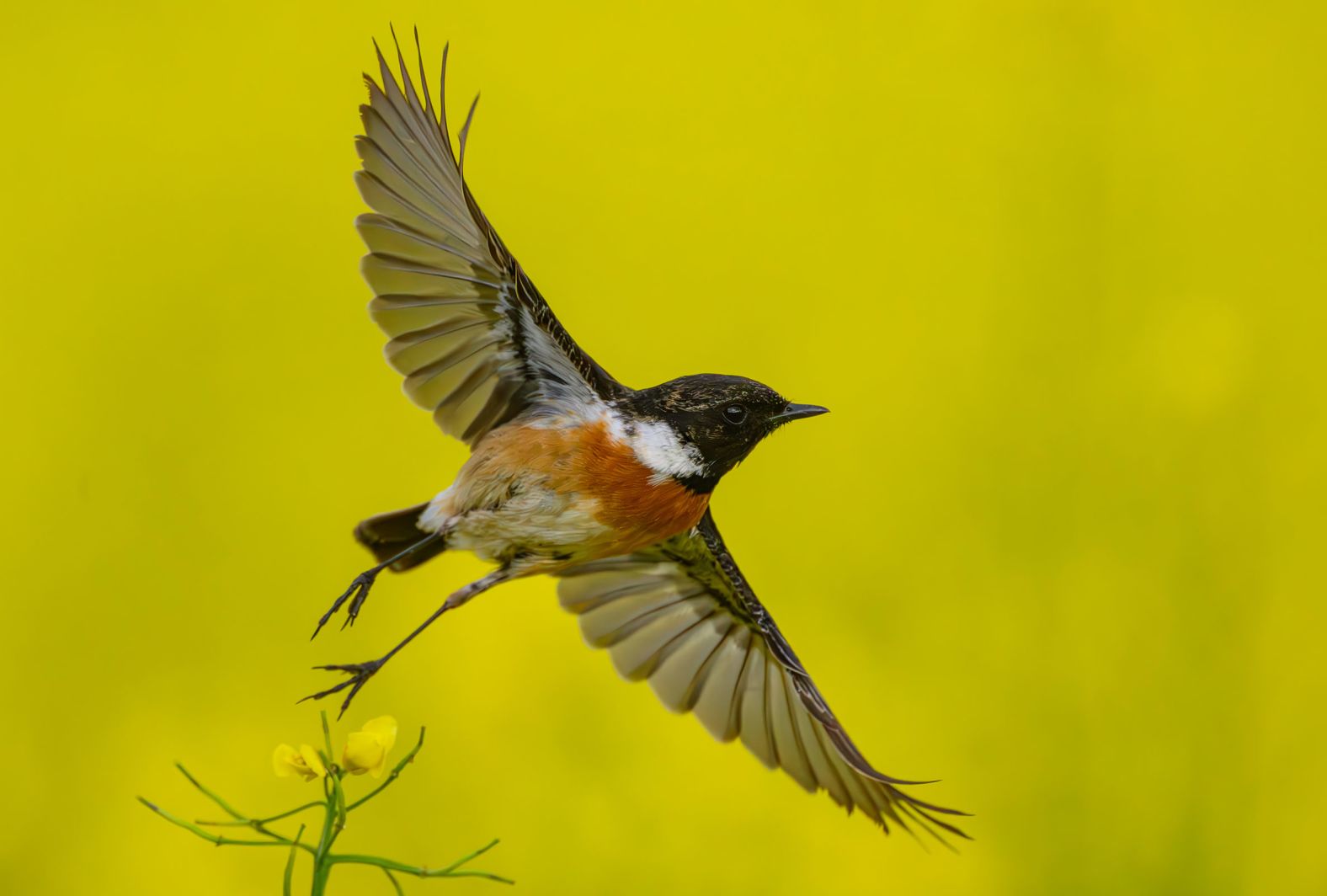 A European stonechat spreads its wings in Mallnow, Germany, on Friday, May 2.