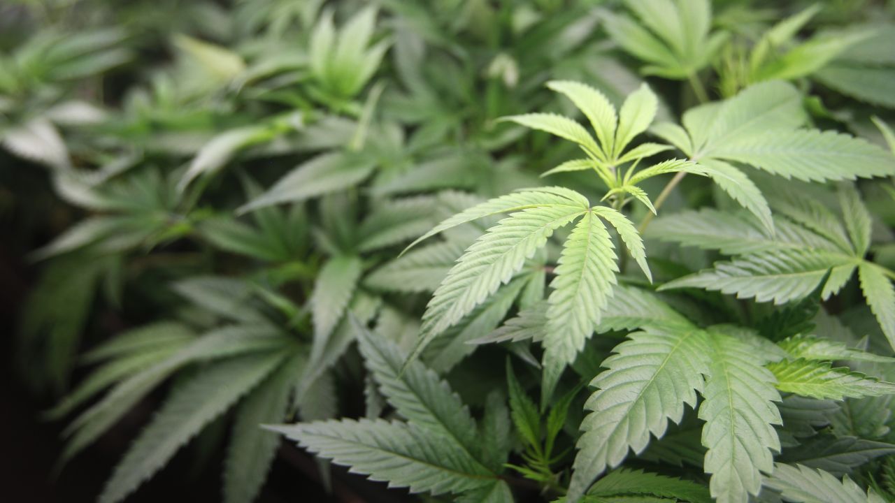 Marijuana plants are for sale at Harborside marijuana dispensary, Monday, Jan. 1, 2018, in Oakland, Calif. Starting New Year's Day, recreational marijuana can be sold legally in California. (AP Photo/Mathew Sumner)