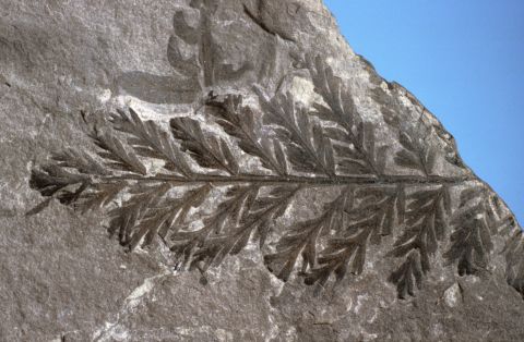 Scientists have since uncovered further evidence of plant life on the continent, including this fossilized fern from the British Antarctic Survey (BAS) fossil collection.
