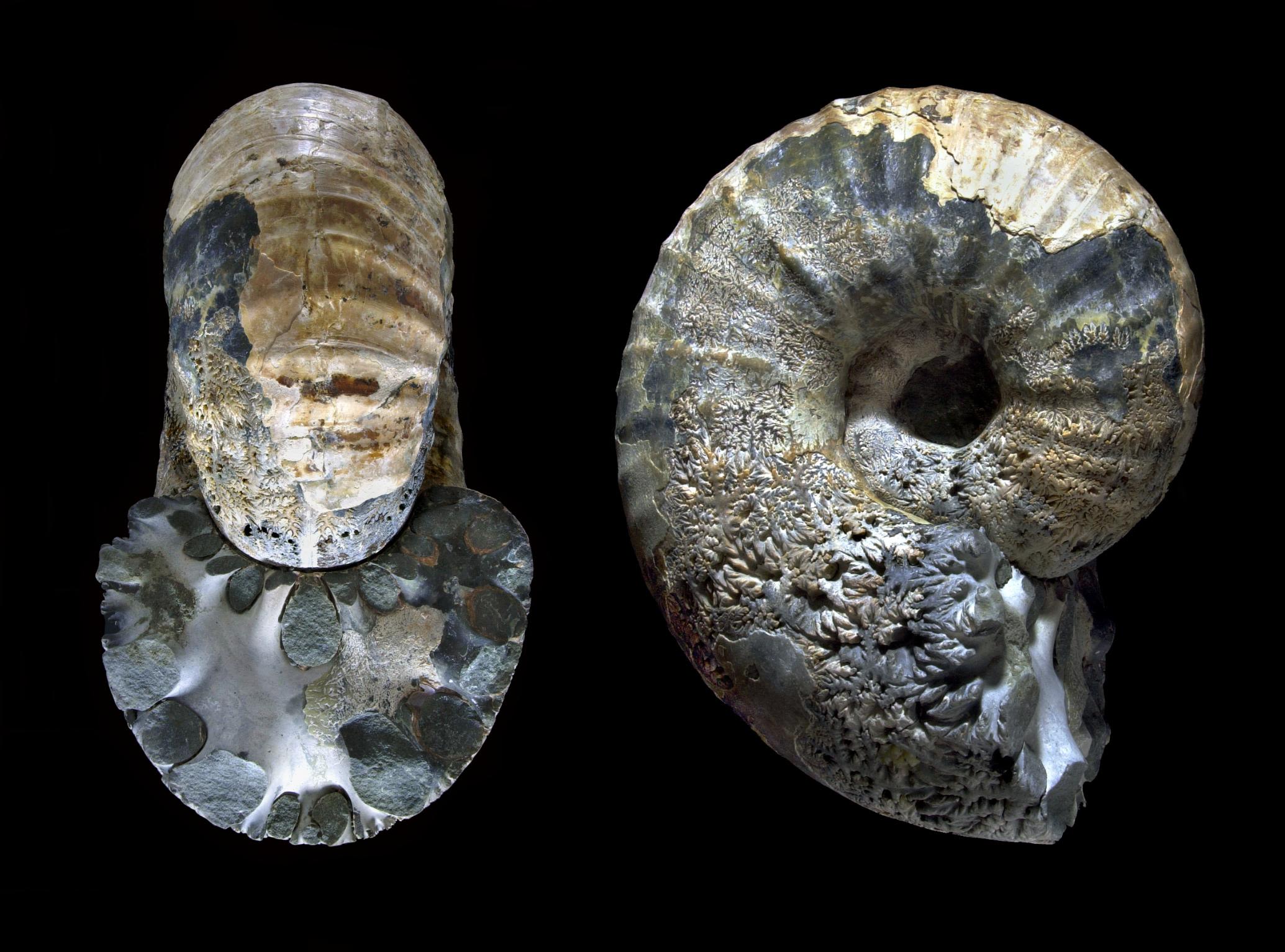 cretaceous period fossils
