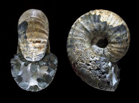 The BAS fossil collection contains approximately 40,000 fossil specimens from Antarctica, including ammonites (pictured) dating back to the Cretaceous period. Both ammonites and dinosaurs disappeared during the same extinction event.  