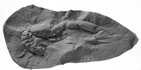Subsequent expeditions to the Antarctic Peninsula have unearthed hundreds of amphibian and reptile fossils. This lobster fossil (Hoploparia stokesi) from the BAS fossil collection was found in the Upper Cretaceous (100.5 - 66 million years ago) when the dinosaurs disappeared from the Earth.  