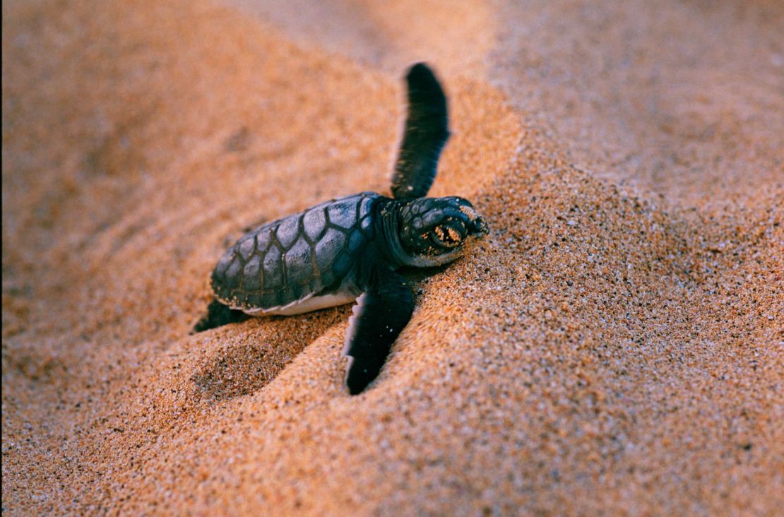 A green turtle hatchling struggles from its nest in the sand in Fernando de Noronha.