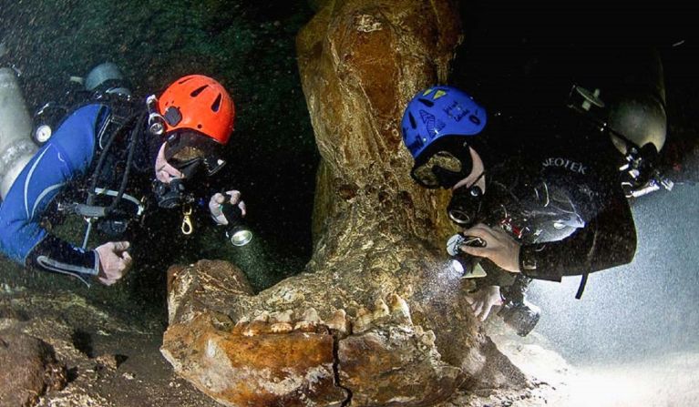 The team have made many discoveries about the history of the Yucatan aquifer, including the jaw of a <a href="index.php?page=&url=https%3A%2F%2Fwww.britannica.com%2Fanimal%2Fgomphothere" target="_blank" target="_blank">Gomphothere</a> -- a family of elephant-like mammals that became extinct more than 10,000 years ago.