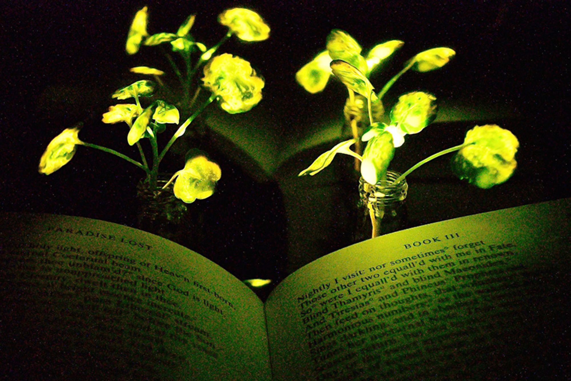 MIT glowing plants