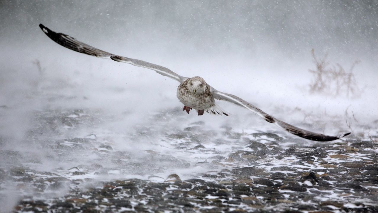 A seagull takes flight in Hull, Massachusetts, on January 4.