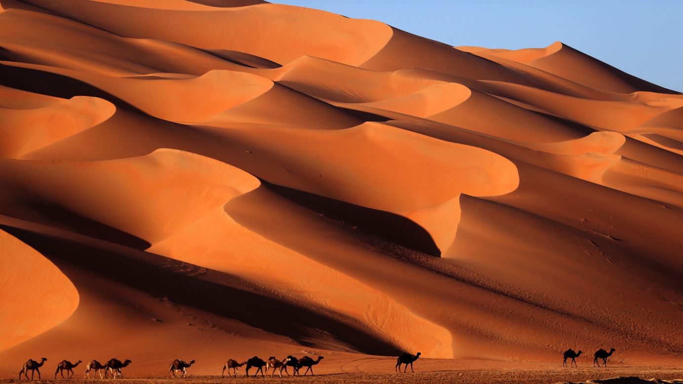 Camels walk across the Liwa desert in the United Arab Emirates on Thursday, January 4.