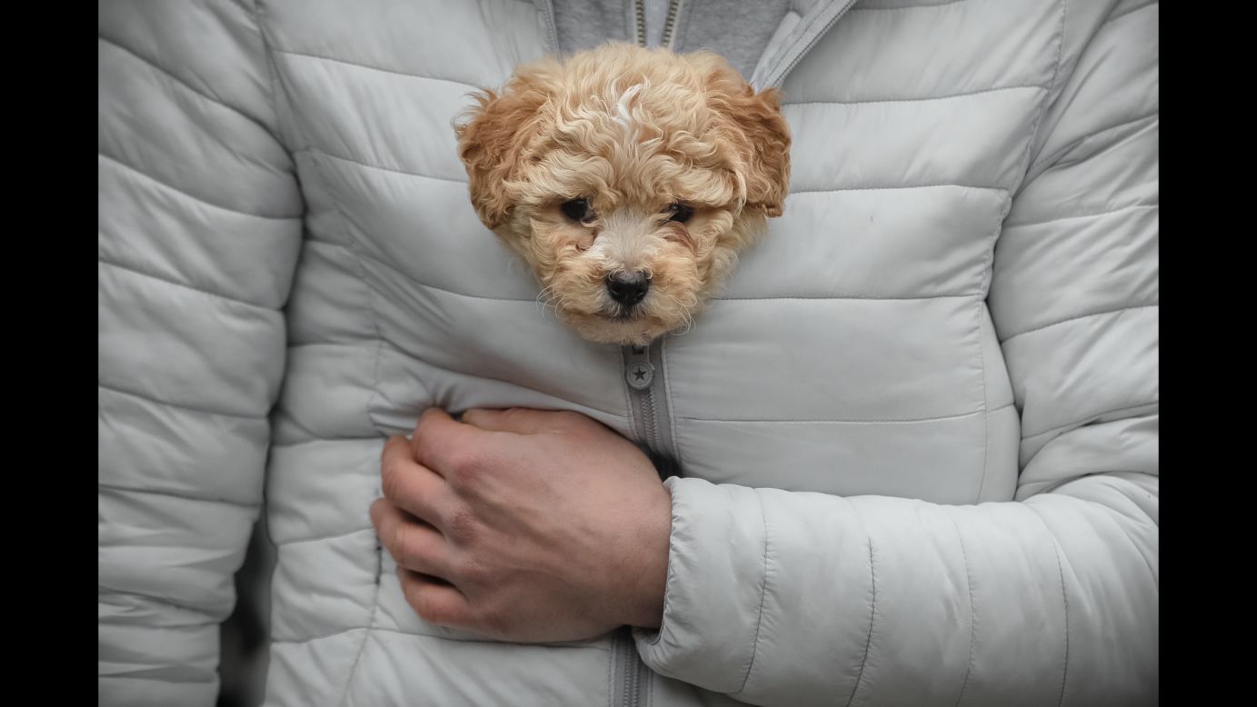 A man keeps a puppy warm in his jacket while watching a parade in Comanesti, Romania, on Saturday, December 30.