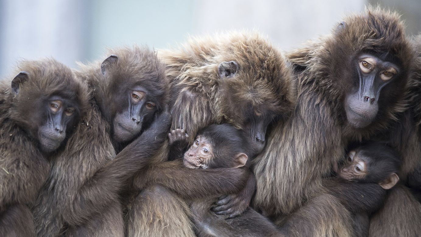 Several female geladas cuddle with their young to keep warm Wednesday, January 3, at the Wilhelma zoo in Stuttgart, Germany. <a href="http://www.cnn.com/2017/12/28/world/gallery/week-in-photos-1229/index.html" target="_blank">See last week in 20 photos</a>