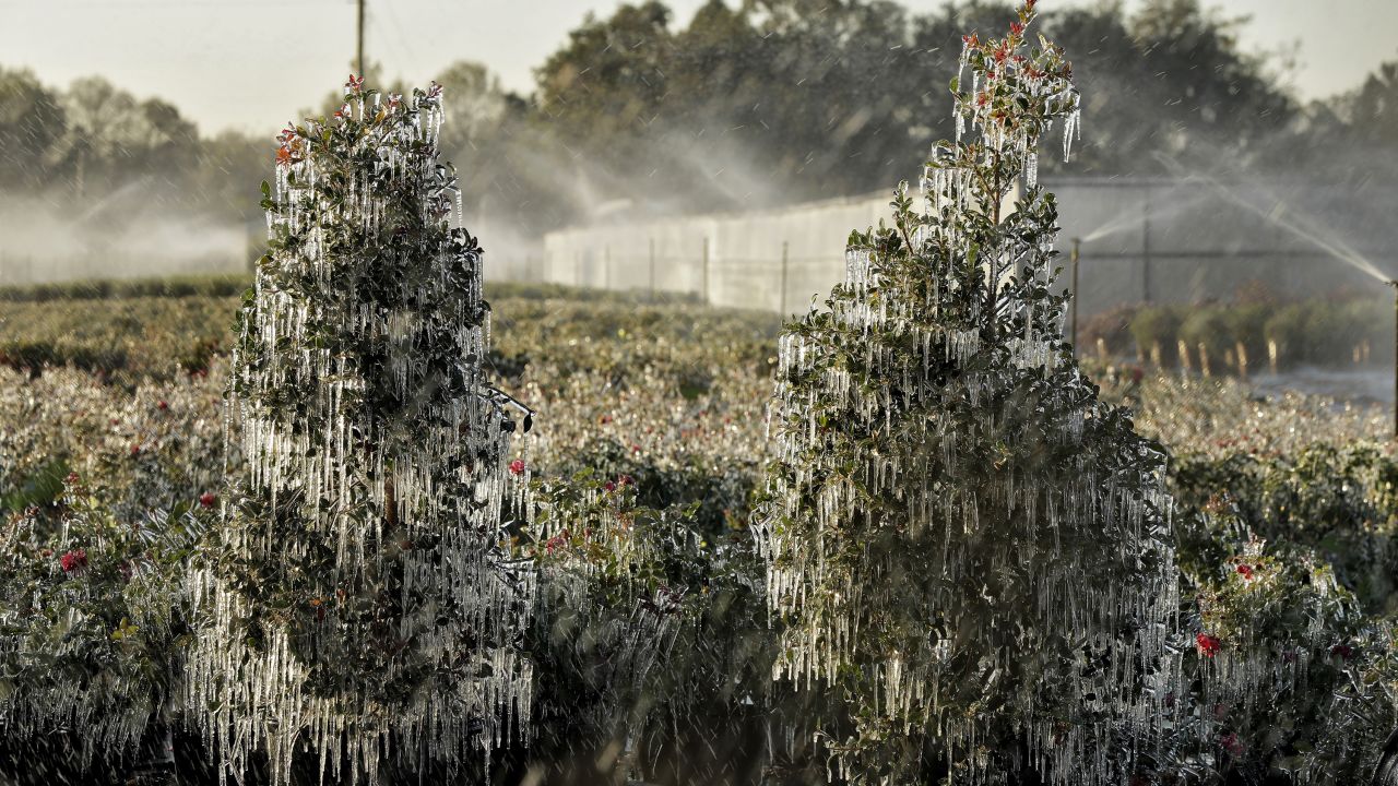 A thin layer of ice covers ornamental plants on January 4 in Plant City, Florida. Temperatures in central Florida dipped to below freezing. Growers spray water on the plants to help protect them from extreme cold.