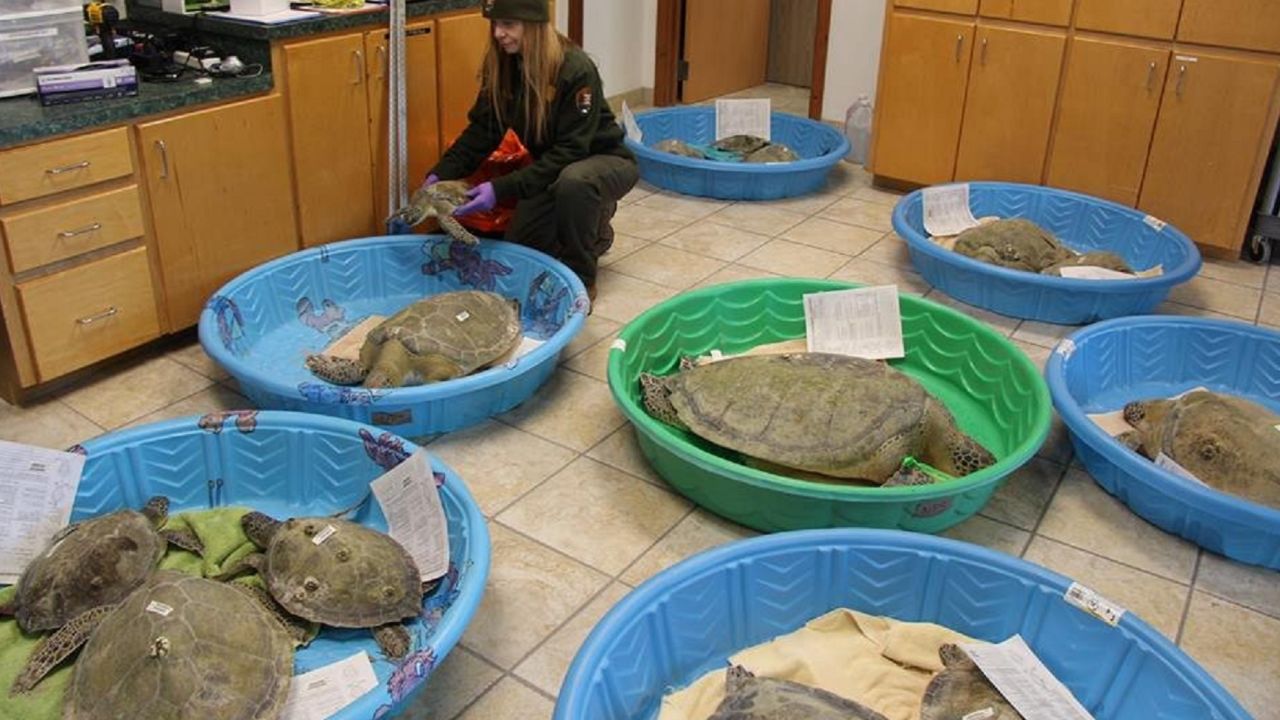 texas turtles cold padre island