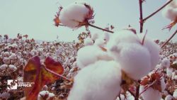 Marketplace Africa Ethiopia wants to become Africa's top cotton producer A_00000302.jpg