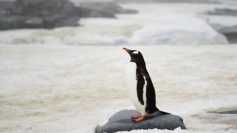 A Gentoo penguin in Antarctica