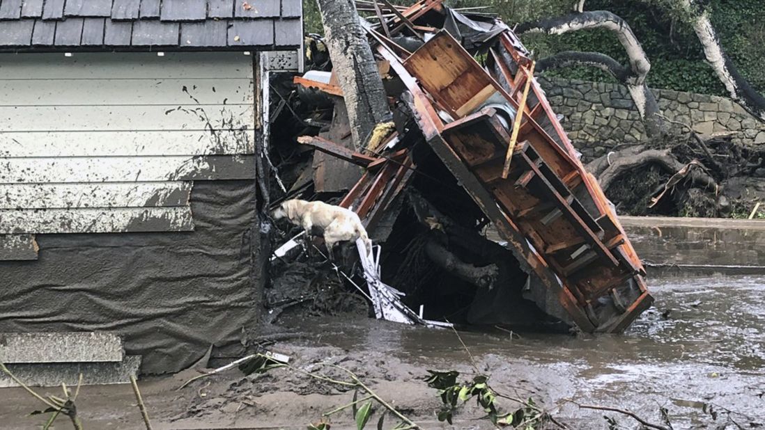 Reilly, a search dog with the Santa Barbara County Fire Department, looks for victims in Montecito on January 9, 2018.