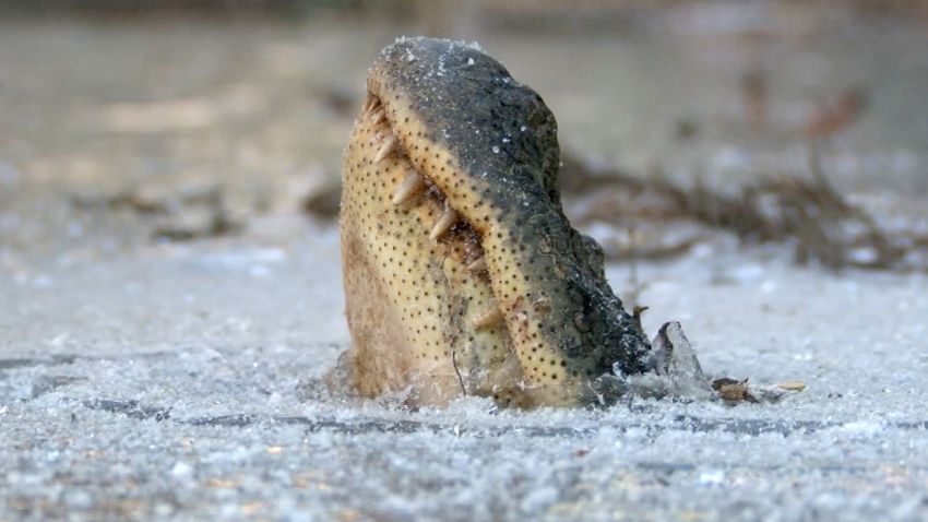 How have alligators dealt with the freezing temperatures that hit our area? The folks at Shallotte River Swamp Park used a series of Facebook posts to show the public how these reptiles survive the frosty conditions. (Source: WECT)
