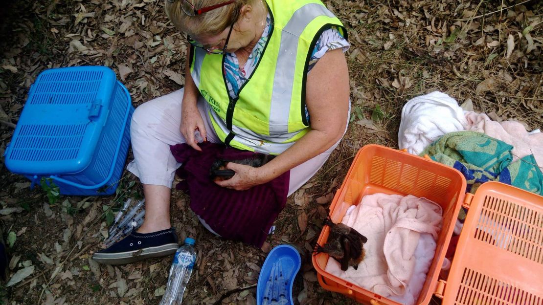 A wildlife-rescue volunteer tends to a heat-stricken bat.