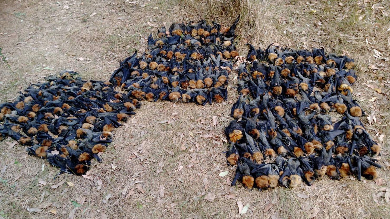  Hundreds of dead flying foxes lay on the ground at a colony in Campbelltown, Australia.  