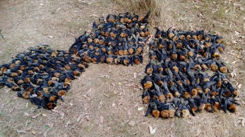  Hundreds of dead flying foxes lay on the ground at a colony in Campbelltown, Australia.  