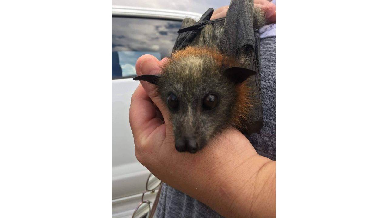 05 Heat wave kills bats in Australia