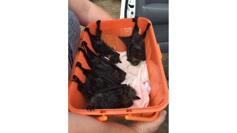06 Heat wave kills bats in Australia