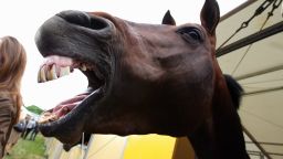 HAMBURG, GERMANY - MAY 20:  A horse is seen as celebrities helps to muck out stables during the final day of the German Dressage and Jumping Derby 2007 at Klein Flottbek Derby Park on May 20, 2007 in Hamburg, Germany. Proceeds of the Tchibo-sponsored event benefit the charity "Power-Child".  (Photo by Alexander Hassenstein/Getty Images)