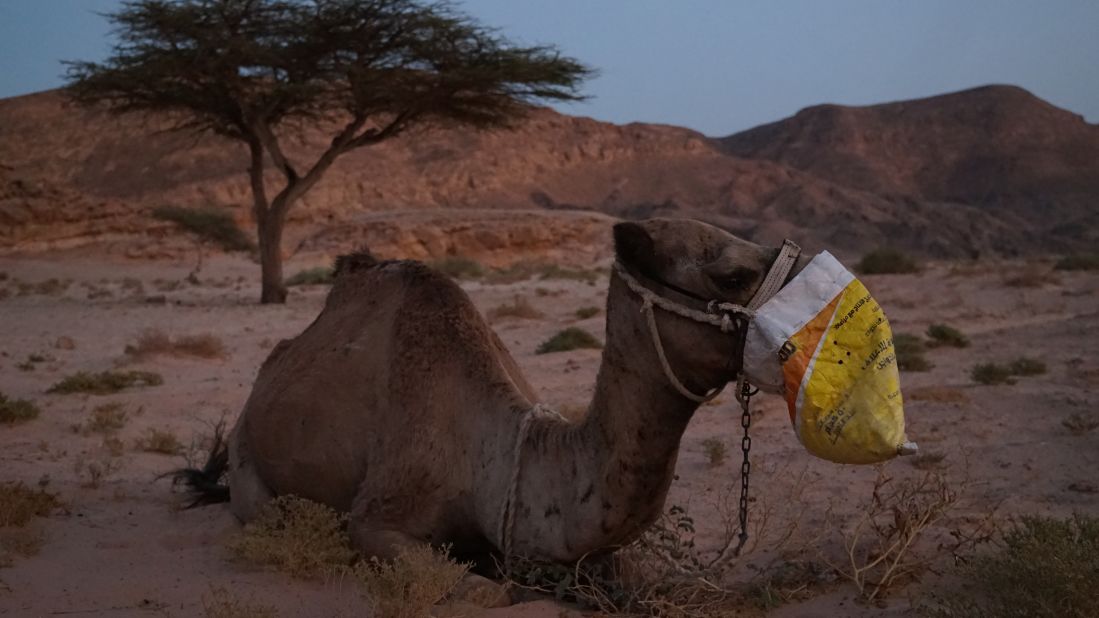 <strong>Dinner in the desert: </strong>Both prized and beloved by Bedouin people, camels' wide feet and ability to go long periods without water make them ideally suited to desert travel. After a day on the trail this camel is rewarded with a bag full of food, but the animals also nibble from acacia trees, grazing on tiny leaves while avoiding the trees' long, sharp thorns.                      
