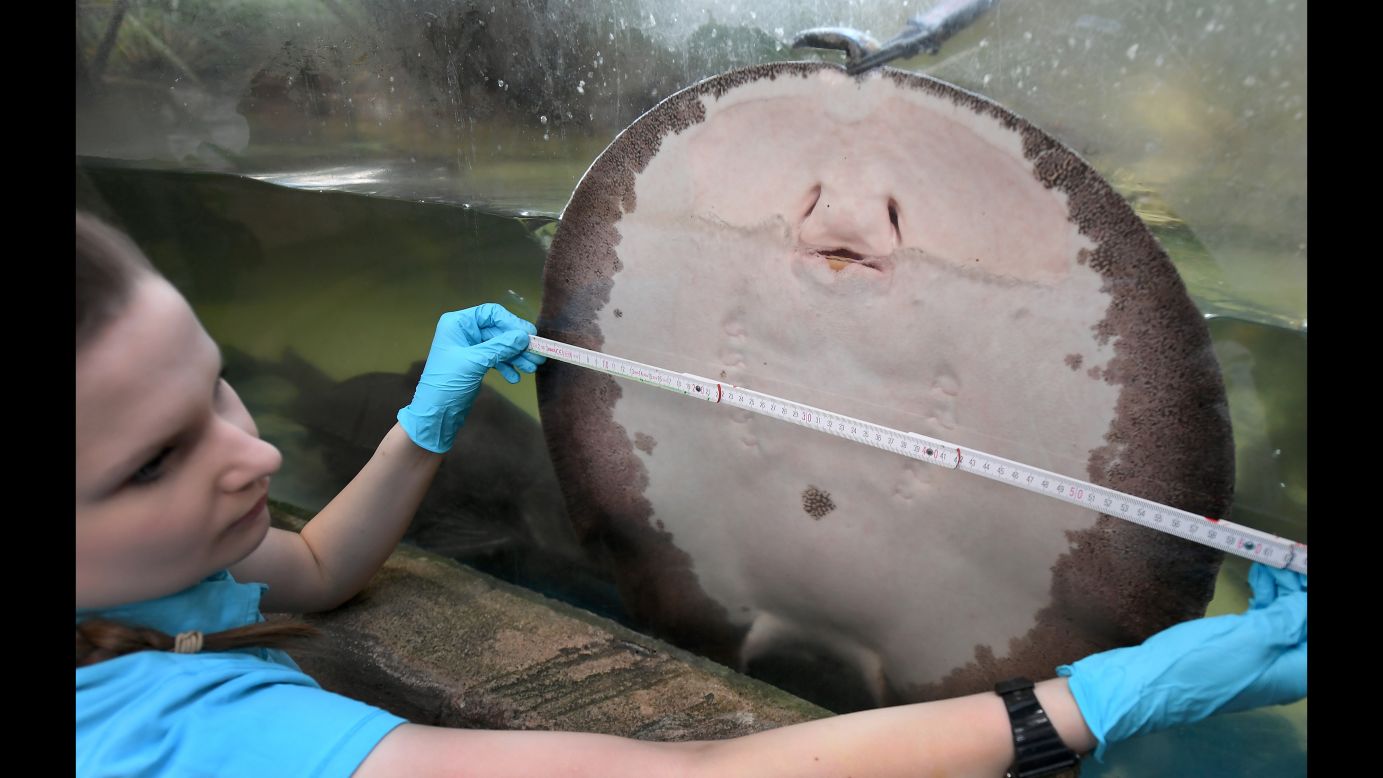 A freshwater stingray is measured at the Sea Life aquarium in Hanover, Germany, on Thursday, January 11.