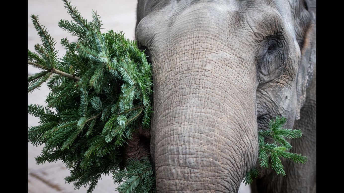 Rada the elephant plays with a Christmas tree at a zoo in Munster, Germany, on Friday, January 5.