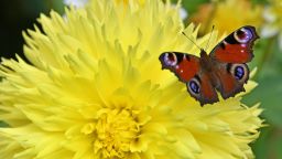 A peacock butterfly (Inachis io) flies over a flower in Apolda, eastern Germany, on September 19, 2017.