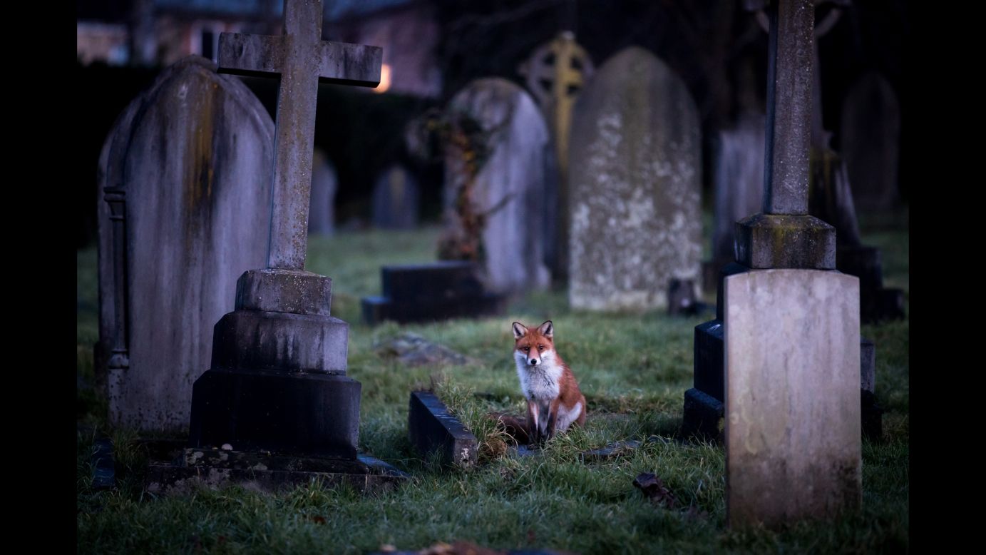 A fox in Bath, England, walks through a cemetery at dusk on Wednesday, January 10.