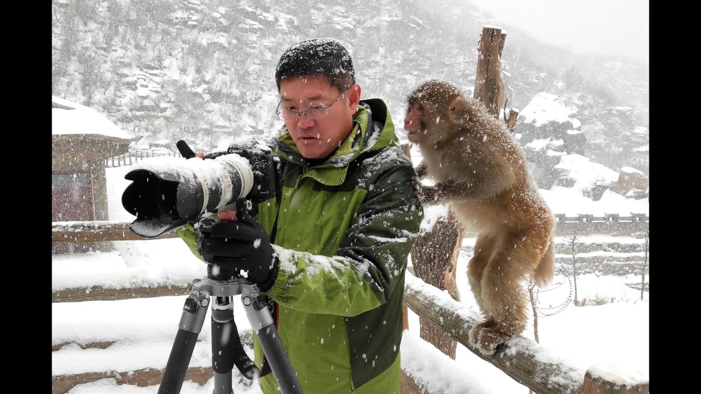 A macaque looks at a man's camera Saturday, January 6, at the Wulongkou Nature Reserve in Jiyuan, China.