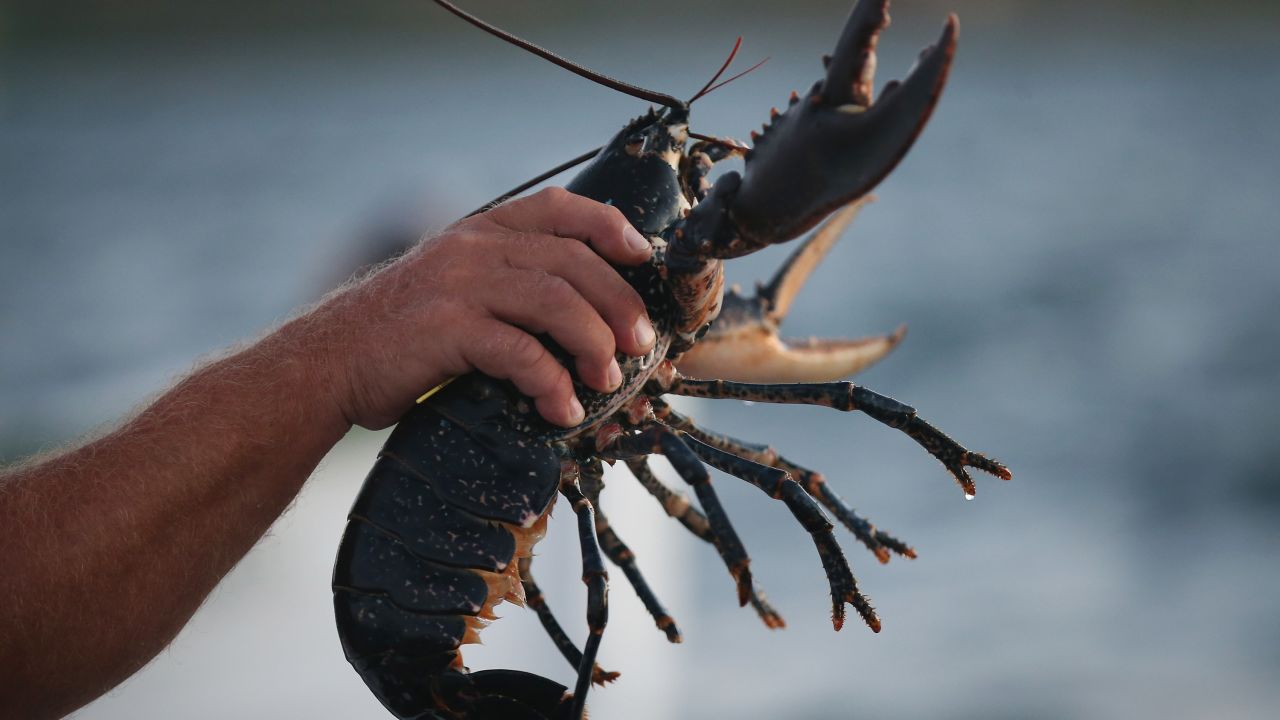 Lobsters now have better protection under Swiss law.