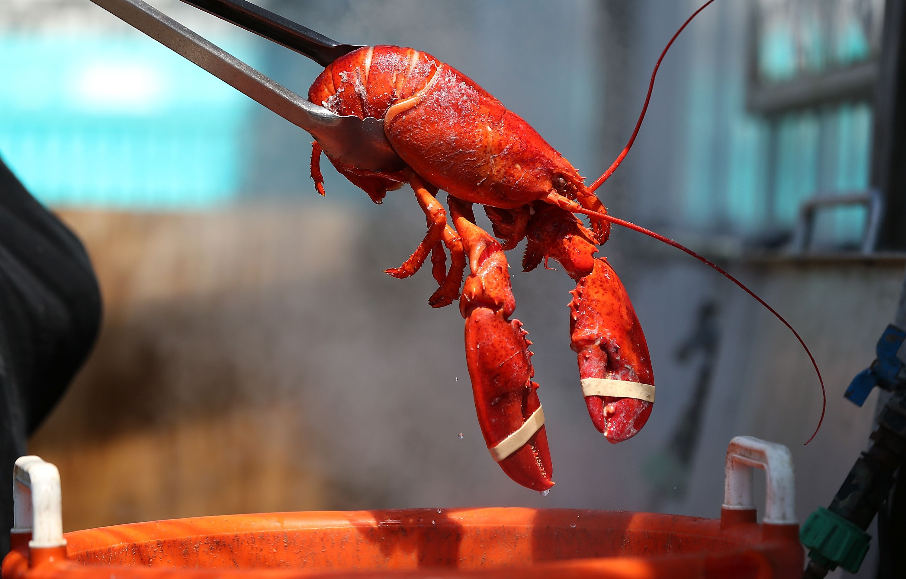 Switzerland bans boiling lobsters alive