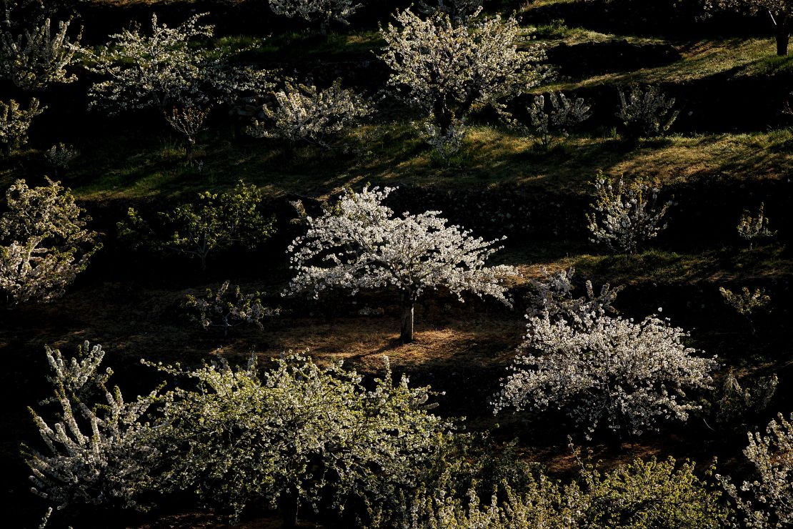 The stunning Jerte Valley is known for its beautiful cherry trees.