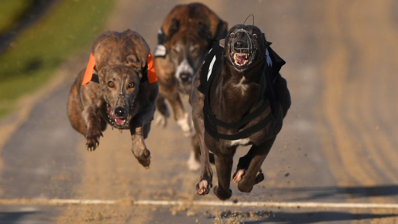 Dogs speed down the track during a race on January 10 in Brighton, England.